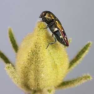 Neospades chrysopygia, PL3599A, male, on Hibiscus solanifolius (PJL 3011) bud, NW, 6.5 × 2.7 mm
